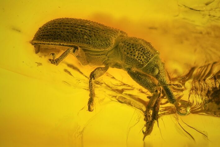 mm Fossil Weevil (Curculionoidea) In Baltic Amber - Rare #123347